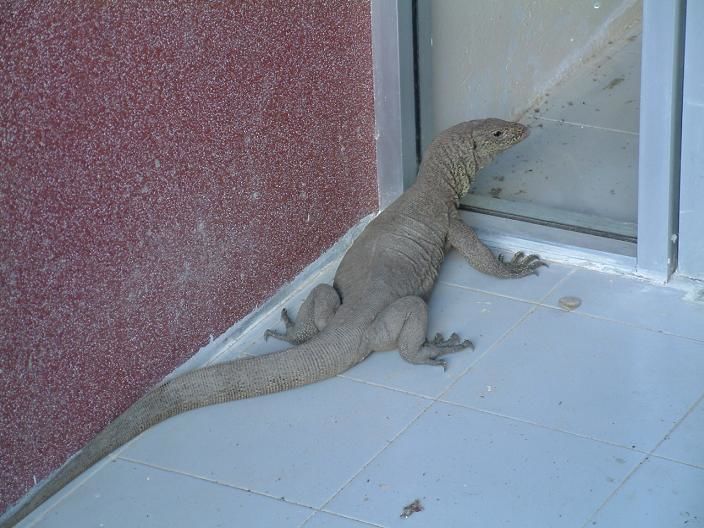IGUANA_2