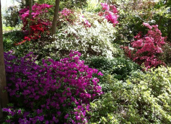 azaleas